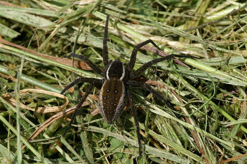 Dolomedes_fimbriatus_D5112_Z_90_Canal du Nivernais_Frankrijk.jpg